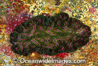 Polyclad Flatworm (Pseudobiceros bedfordi). Great Barrier Reef, Queensland, Australia