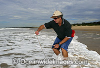Fisherman catching Giant Beach Worm (Australonuphis teres). Coffs Harbour, NSW, Australia. These worms can grow up to 2.5 m in length. They feed on seaweed, dead fish and molluscs washed upon beaches