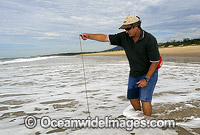 Fisherman catching Giant Beach Worm (Australonuphis teres). Coffs Harbour, NSW, Australia. These worms can grow up to 2.5 m in length. They feed on seaweed, dead fish and molluscs washed upon beaches