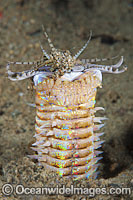 Bobbit Worm (Eunice aphroditois). Also known as Predatory Polychaete Worm. Found protruding from sand and muddy sea floor throughout the Indo-Pacific, but not common. Photo taken off Anilao, Philippines. Within the Coral Triangle.