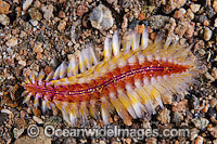 Bristle Worm (Choeia fusca). This Polychaete Worm has fine bristles that can penetrate the skin. Found throughout the Indo-West Pacific. Photo taken off Anilao, Philippines. Within the Coral Triangle.