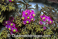 Detail of grape-like vesicles of a Sea Anemone (Actineria sp.). Bali, Indonesia