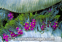 Detail of grape-like vesicles of a Sea Anemone (Actineria sp.). Bali, Indonesia