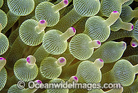 Bulb Tentacle Sea Anemone (Entacmaea quadricolor). Great Barrier Reef, Queensland, Australia