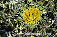 Tubed Sea Anemone (Ceranthidae sp.). Found throughout the Indo-West Pacific. Photo taken at Tulamben, Bali, Indonesia