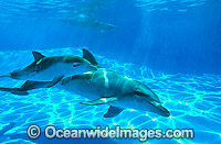 Indo-Pacific Bottlenose Dolphin (Tursiops aduncas) - mother with 6 week old calf. Coastal New South Wales, Australia