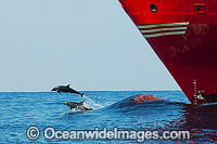 Common Bottlenose Dolphin (Tursiops truncatus truncatus), breaching on the bow wave of a container ship. Found in tropical and sub-tropical oceans throughout the world. Photo taken off Coffs, Harbour, New South Wales, Australia.