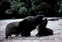 Hooker's Sea Lion (Phocarctos hookeri) - bull courting cow. Also known as New Zealand Sealion. Stewart Island, New Zealand. Listed as Vulnerable Species on the IUCN Red List.