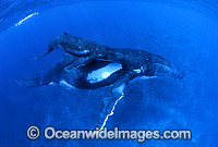 Humpback Whale (Megaptera novaeangliae) - mother with calf underwater. Found throughout the world's oceans in both tropical and polar areas, depending on the season. Classified as Vulnerable on the 2000 IUCN Red List.