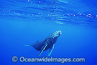 Humpback Whale (Megaptera novaeangliae) - calf underwater. Found throughout the world's oceans in both tropical and polar areas, depending on the season. Classified as Vulnerable on the 2000 IUCN Red List.
