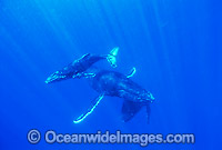 Humpback Whale (Megaptera novaeangliae) - mother and calf underwater with escort. Found throughout the world's oceans in both tropical and polar areas, depending on the season. Classified as Vulnerable on the 2000 IUCN Red List.