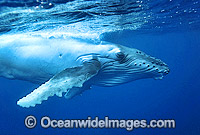 Humpback Whale (Megaptera novaeangliae) - calf underwater. Found throughout the world's oceans in both tropical and polar areas, depending on the season. Classified as Vulnerable on the 2000 IUCN Red List.