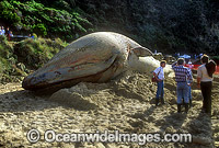 Beached Blue Whale (Balaenoptera musculus) - adolescent male. Great Ocean Road near Lorne, Victoria, Australia. Classified Endangered Species on the IUCN Red List.