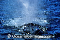 Humpback Whale (Megaptera novaeangliae) - on surface expelling air from blowhole. Hervey Bay, Queensland, Australia. Classified Vulnerable on the 2000 IUCN Red List.