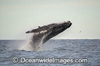 Humpback Whale (Megaptera novaeangliae), breaching on surface. Coffs Harbour, New South Wales, Australia. Classified as Vulnerable on the IUCN Red List.