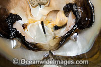 A live Pearl Oyster (Pinctada maxima) is opened to reveal a pair of perfect heart shape half-pearls. Kazu Pearl Farm, Friday Island, Torres Strait, Queensland, Australia