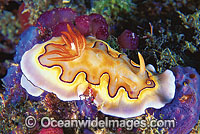 Nudibranch (Chromodoris coi). Also known as Sea Slug. Great Barrier Reef, Queensland, Australia