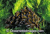 Many-petalled Nudibranch (Cyerce nigricans) on sea grass. Also known as Sea Slug. Great Barrier Reef, Queensland, Australia