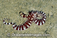 Mimic Octopus (Thaumoctopus mimicus.). Kimbe Bay, Papua New Guinea