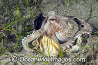 Veined Octopus (Octopus marginatus), hiding in a shell and using a scallop shell as a door. Also known as Coconut Octopus. Found throughout the Indo-West Pacific. Photo taken off Anilao, Philippines. Within the Coral Triangle.