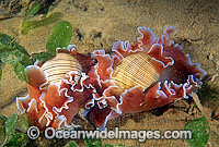 Bubble Snails (Hydatina physis). New South Wales, Australia