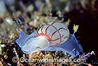 Sea Snail (Bullina lineata). New South Wales, Australia