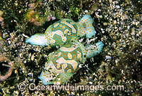 Sea Snails (Haminoea cymbalum). Bali, Indonesia