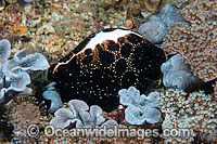 Egg Cowrie (Ovula ovum), feeding on Leather Soft Coral (Sarcophyton sp.). Found throughout the Indo-West Pacific, including the Great Barrier Reef, Australia. Within the Coral Triangle.