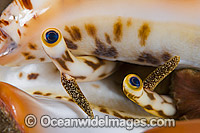 Close detail showing the eyes of the mollusc Stromb Shell (Strombus sp.). Found throughout tropical Indo-Pacific. Photo taken off Anilao, Philippines. Within the Coral Triangle.