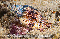 Volute Seashell (Lyria mitraeformis). Found along southern coast of Australia, usually on sand in sheltered pockets of reef. Photo taken at Edithburgh Jetty, York Peninsula, South Australia, Australia.