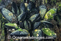 Blue Mussel (Mytilus galloprovincialis). Highly prized by commercial fishery, this Mussel is cultivated in most southern Australian states. Photo was taken in Port Phillip Bay, Victoria, Australia.