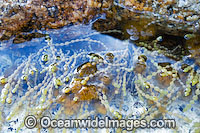 Neptune's necklace sea algea (Hormosira banksii) in a coastal granite boulder rock pool. Flinders Island, Tasmania, Australia