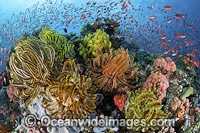 Colourful tropical reef scene, showing schooling Orange Fairy Basslets (Pseudanthias cf cheirospilos), feeding on plankton drifting through reef with crinoid feather stars. A typical reef scene found in Indo Pacific, including the Great Barrier Reef.