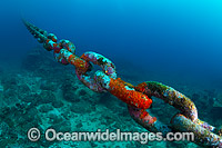 Close detail of an underwater mooring chain used at Christmas Island, Indian Ocean, Australia.