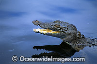 Estuarine Crocodile (Crocodylus porosus). Also known as Saltwater Crocodile. North Queensland, Australia