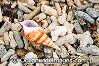 Beach Rubble - comprising of broken coral, sea shells and a Dove Shell. Great Barrier Reef, Queensland, Australia