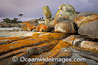 Lichen covered granite bouders at Binalong Bay, The Bay of Fires. Tasmania, Australia.