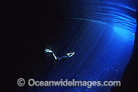 Diver snorkeling through Swallows Cave, Tonga.