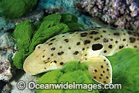 Epaulette Shark (Hemiscyllium ocellatum). Also known as Blind Shark. Great Barrier Reef, Queensland, Australia