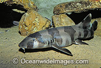 Grey Carpet Shark (Chiloscyllium punctatum) - juvenile. Also known as Brown-banded Bamboo Shark, Brown-banded Catshark, Brown-spotted Catshark and Spotted Catshark. Northern Australia