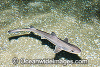 Gummy Shark (Mustelus antarcticus). Also known as Australian Smooth Hound, Sweet William and Flake. Found in sub-tropical and temperate seas of Australia. A commercially sought after species served as 'Flake' in fish and chip shops of Victoria
