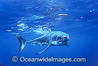 Great White Shark (Carcharodon carcharias) underwater. Neptune Islands, South Australia. Listed as Vulnerable Species on the IUCN Red List.