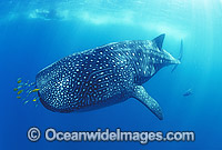 Whale Shark (Rhincodon typus) with Pilot Fish around mouth. Found throughout the world in all tropical and warm-temperate seas. Ningaloo Reef, Western Australia. Classified Vulnerable on the IUCN Red List.