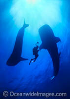 Whale Shark (Rhincodon typus) and Scuba Diver silhouetted. Indo-Pacific. Found throughout the world in all tropical and warm-temperate seas. Classified Vulnerable on the IUCN Red List.