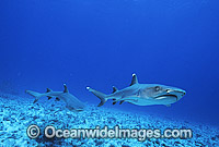 Whitetip Reef Sharks (Triaenodon obesus). Great Barrier Reef, Queensland, Australia