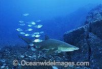 Grey Nurse Shark (Carcharias taurus). Also known as Sand Tiger Shark and Spotted Ragged-tooth Shark. Solitary Islands, New South Wales, Australia. Classified Vulnerable IUCN Red List, protected in Australia.