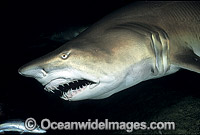 Grey Nurse Shark (Carcharias taurus) feeding on Mackeral. Also known as Sand Tiger Shark and Spotted Ragged-tooth Shark. New South Wales, Australia. Classified Vulnerable IUCN Red List, protected in Australia.