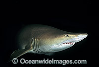 Grey Nurse Shark (Carcharias taurus). Also known as Sand Tiger Shark and Spotted Ragged-tooth Shark. New South Wales, Australia. Classified Vulnerable IUCN Red List, protected in Australia.