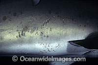 Bite marks on Grey Nurse Shark (Carcharias taurus) caused from mating ritual. Also known as Sand Tiger Shark and Spotted Ragged-tooth Shark. Solitary Islands, New South Wales, Australia. Classified Vulnerable IUCN Red List, protected in Australia