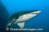 Grey Nurse Shark (Carcharias taurus). Known as Grey Nurse Shark in Australia, Sand Tiger Shark in USA and Ragged-tooth Shark in South Africa. Solitary Islands, NSW, Australia. Vulnerable on IUCN Red List of Threatened Species. Protected in Australia